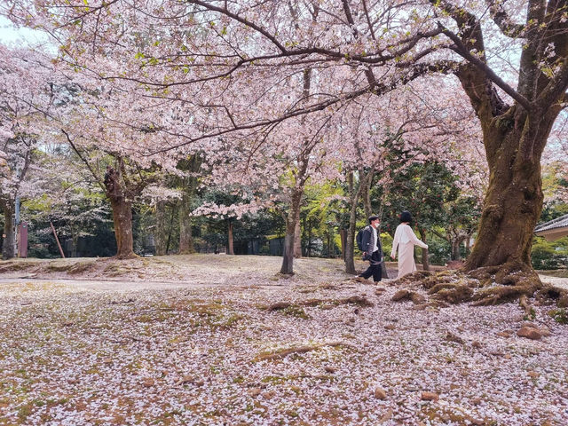 Chasing Sakura at Osaka Castle