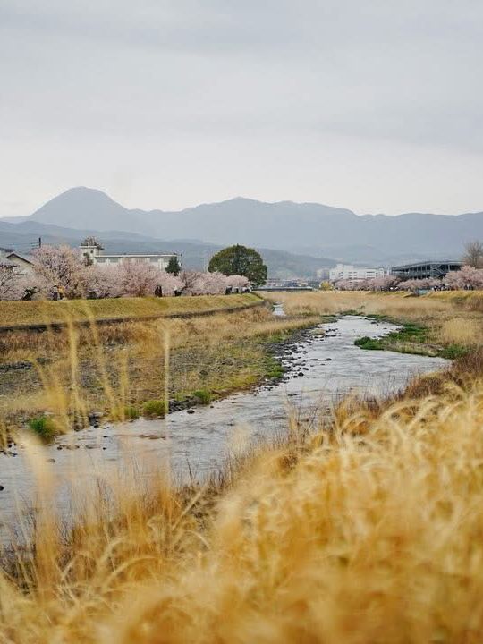 Chasing Sakura at Harumeki