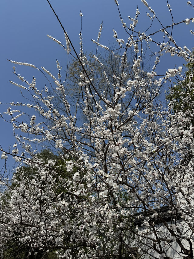 A Serendipitous Bloom: Cherry Blossoms at Nanxun Ancient Town East Gate