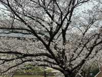福岡駕與丁公園賞櫻美景