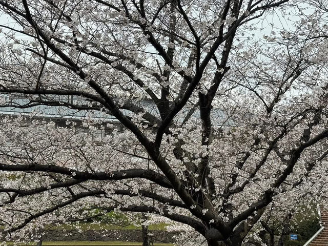福岡駕與丁公園賞櫻美景