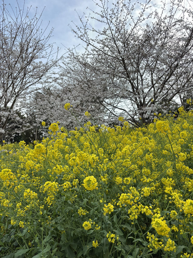 桜と菜の花　山の上の美術館