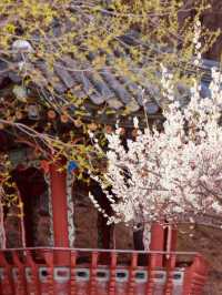 Walking Through Time & Blossoms: Uam Park's Spring Exploration