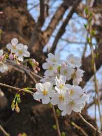 Ueno Onshi Park Cherry Blossoms- Tokyo's Blossom Epicenter