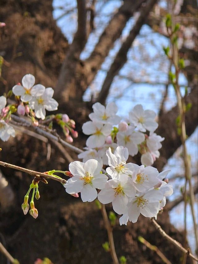 Ueno Onshi Park Cherry Blossoms- Tokyo's Blossom Epicenter