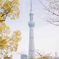 4 พิกัดชมซากุระที่ 'โตเกียว' 🌸🗼