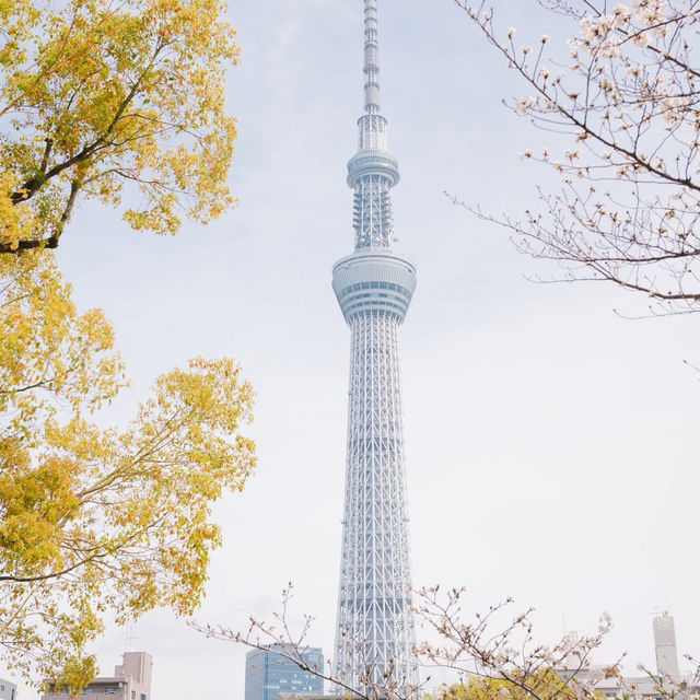 4 พิกัดชมซากุระที่ 'โตเกียว' 🌸🗼