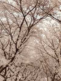 Seoul's Waterside Blooms: Anyangcheon's Picturesque Spring Walk