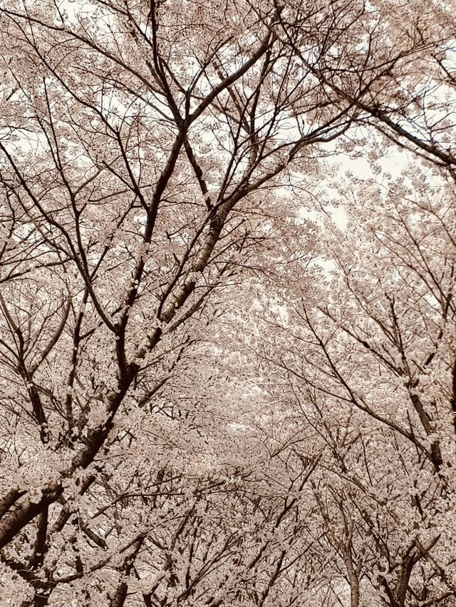 Seoul's Waterside Blooms: Anyangcheon's Picturesque Spring Walk