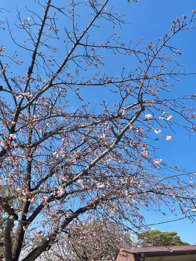 Spring Outing: Gokokuji Temple🌸