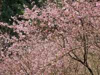 🌸** 浪漫櫻花的隱秘樂園**🌸