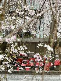 Cherry Blossoms at Chōhōji (Rokkakudō) Temple