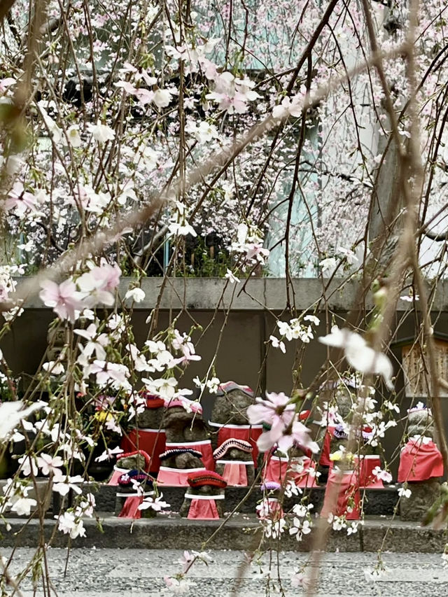 Cherry Blossoms at Chōhōji (Rokkakudō) Temple