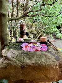 Spring Outing to Yanagidani Kannon Yōkoku-ji