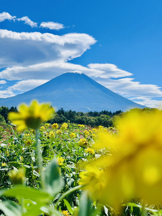 I think I left my heart In Japan. 