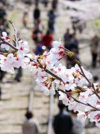 京都の蹴上インクライン🌸