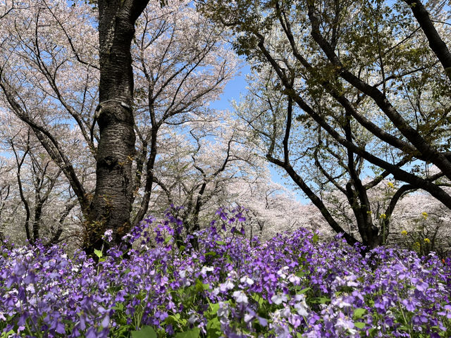 【昭和記念公園】定番の公園の桜はやはり素晴らしく感動❗️