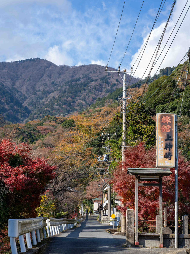 赤と黄色のグラデーション！神奈川・大山の紅葉トレイル🍁⛰️