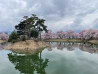 穴場櫻花景點 完全唔迫人