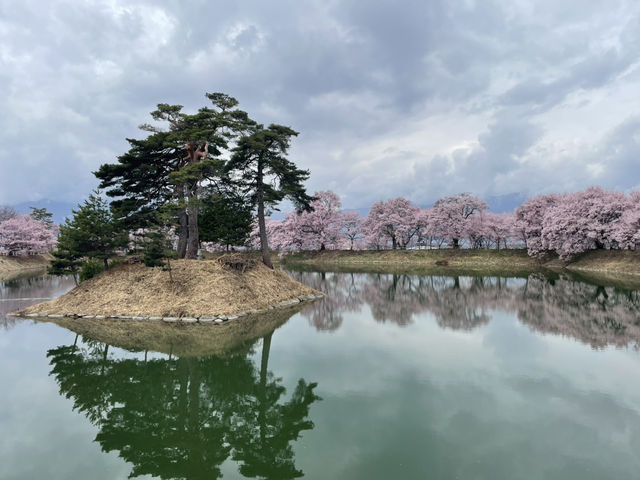 穴場櫻花景點 完全唔迫人