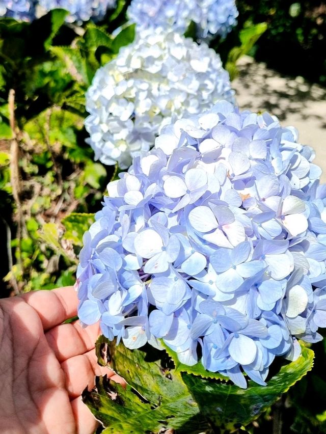 FLORAL PARADISE WORTH EXPLORING