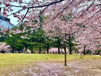 仙台賞櫻-小巧精美的錦町公園