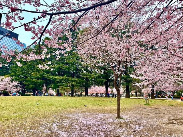 仙台賞櫻-小巧精美的錦町公園