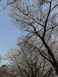Cherry blossom in Seoul
