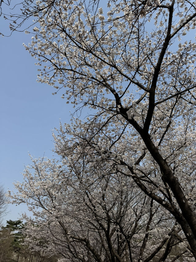 Cherry blossom in Seoul