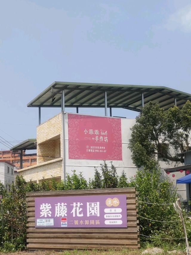 紫藤花開