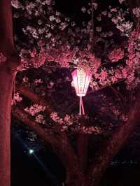 【北九州観光】夜桜と夜景がとても綺麗なスポット