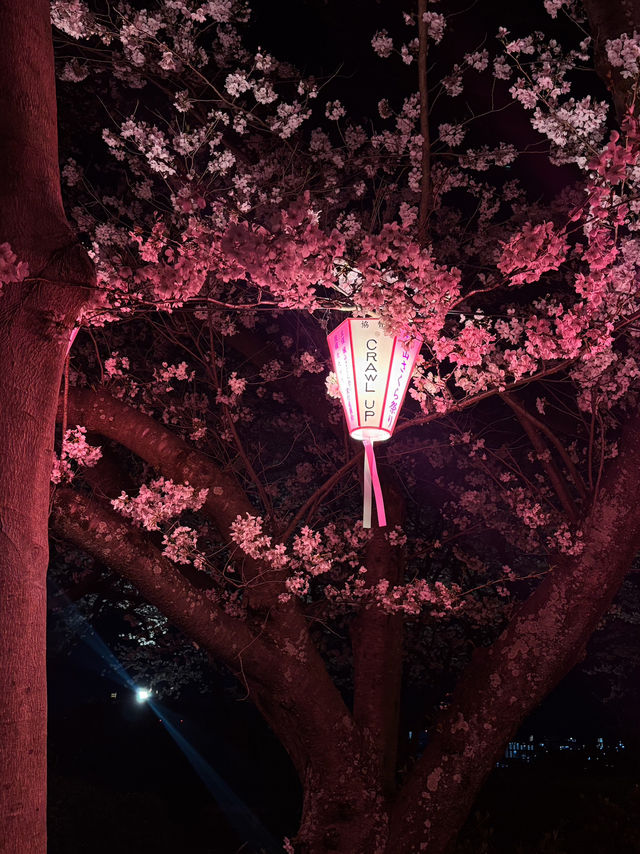 【北九州観光】夜桜と夜景がとても綺麗なスポット