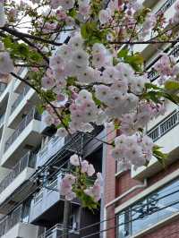 Sakura 