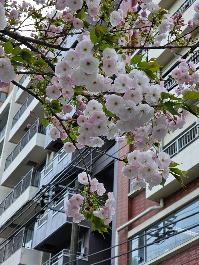 Sakura 