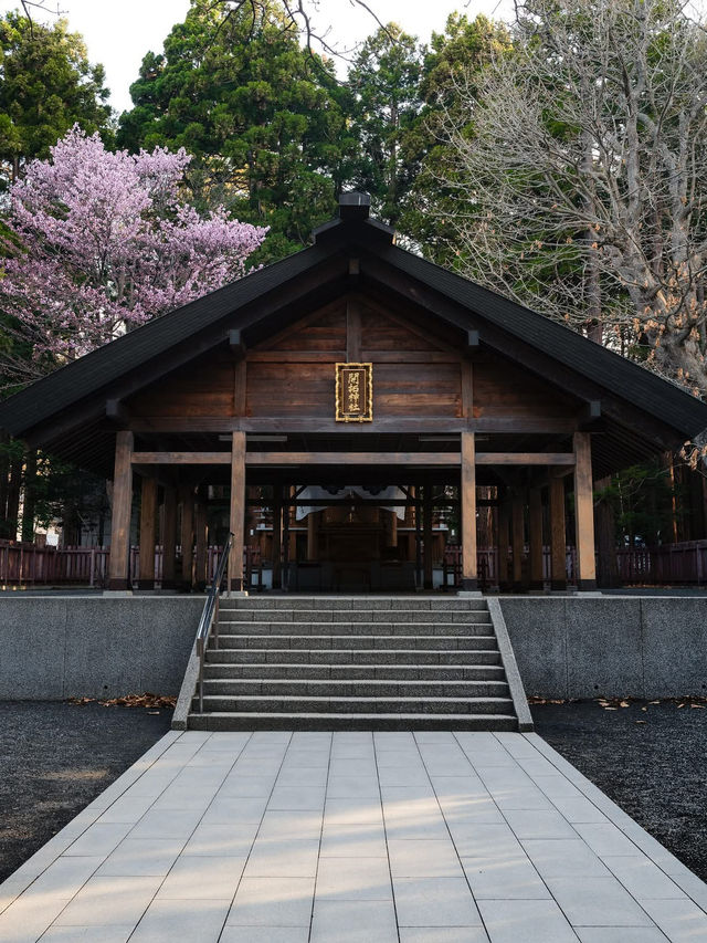 “Maruyama Park: Where Sakura and Sapporo’s Spirit Bloom Together”