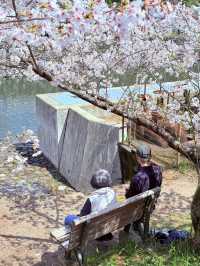 🌸 Springtime Serenity in Uji, Kyoto – Like Walking into a Manga Scene