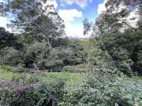 Mount Coottha Botanic garden 