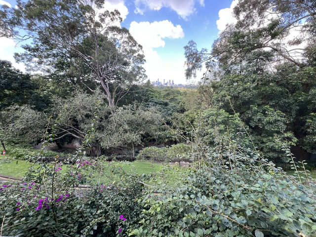 Mount Coottha Botanic garden 