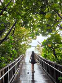 Nature's Embrace: Mandai Boardwalk