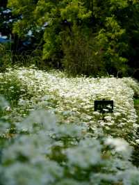 【群馬】花々の楽園  小高い丘に何十万株のアイリスが咲き誇ります。