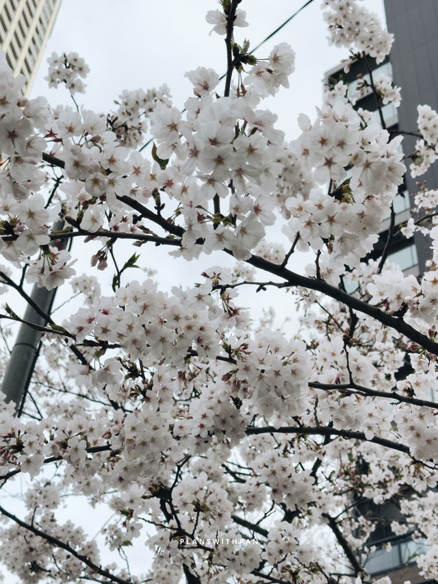 คลองเมกุโระ (Meguro River / 目黒川) ✨