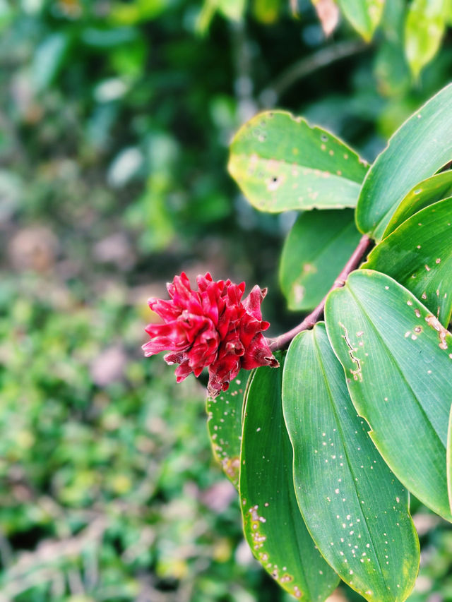 Whispering Greens at Kuala Lumpur Deer Park