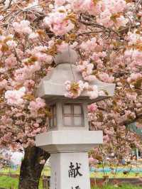 Late April Sakura Guide at Ikagu Shrine 🌸✨