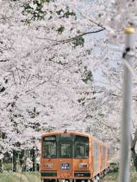 Petals and Pines: Springtime Splendor in Towada