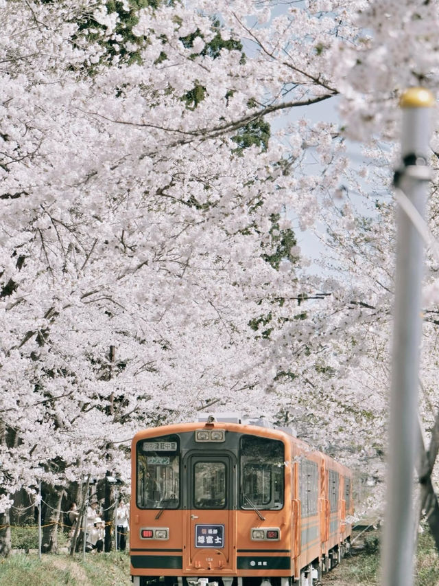 Petals and Pines: Springtime Splendor in Towada