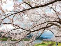 Hinokinaigawa River Embankment Sakura | Akita's 2km Pink Corridor