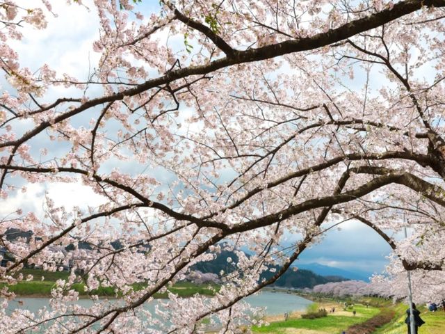 Hinokinaigawa River Embankment Sakura | Akita's 2km Pink Corridor