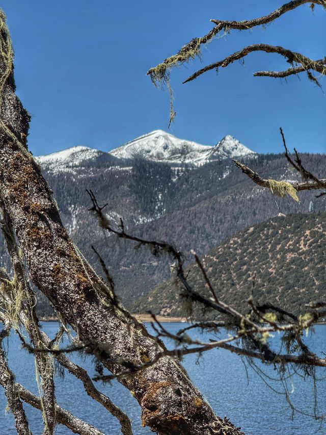 A Peaceful Escape into Nature: Discovering the Beauty of Potatso National Park (普达措国家公园)