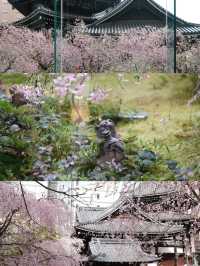 Kyoto Live Update | 7:30 AM at Rokkakudō — The Pink Waterfall That Made Me Cry