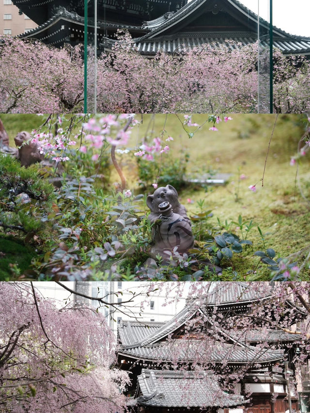 Kyoto Live Update | 7:30 AM at Rokkakudō — The Pink Waterfall That Made Me Cry